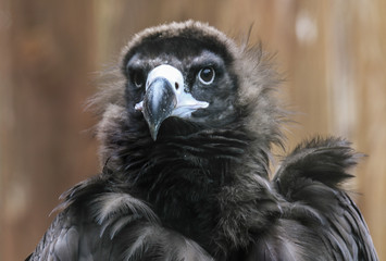 Mönchsgeier im Portrait
