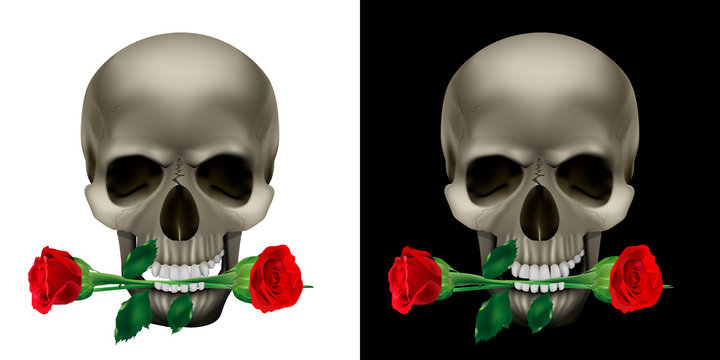 Skull with a rose in the teeth
