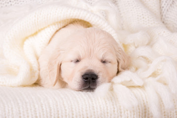 cute little golden retriever puppy sleeping in cozy woolen cream blanket