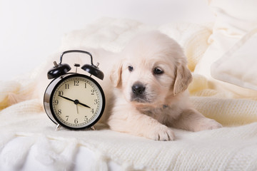 cute little golden retriever puppy with wind-up keywound alarm clock