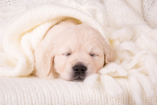 Cute dog in blanket sales