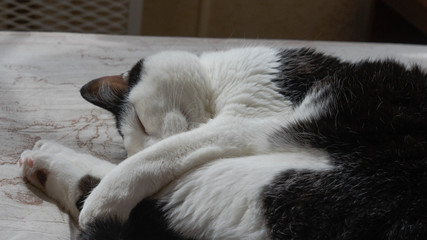 cats sleeping on bed