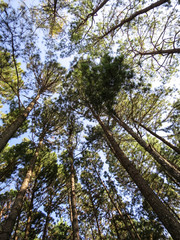 Looking up to the sunny sky in pine tree park, northern of Thailand