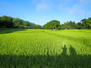 Friendship shadow sitting on the bridge seeing lush green rice field and tree with blue sky and mountain background