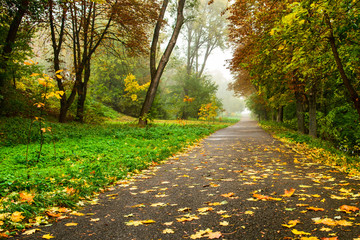 Road in autumn forest. Autumn landscape
