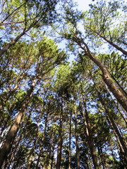 Seeing the sunny sky through pine tree park, northern of Thailand
