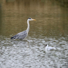 Beautiful preying Grey Heron Ardea Cinerea wading looking for fish in Spring