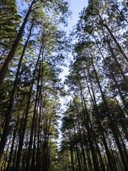 Pine tree row in the pleasant park, northern of Thailand