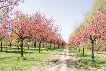 Obraz premium japanese cherry blossoms 