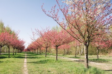 japanese cherry blossoms 