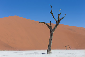 dead vlei/ sossusvlei / Namibia
