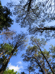 Pine tree trunks, branches and leaves pattern with blue sky background, northern of Thailand