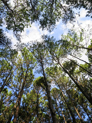 Looking up to blue sky and white cloud in pine tree park, northern of Thailand
