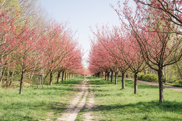 japanese cherry blossoms 