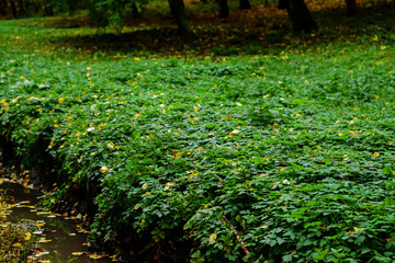 Mint leaves background.Mint leaf green plants with aromatic properties of strong teeth and fresh...