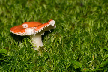 Pilz im Wald