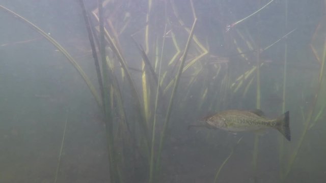 Close up of Bass and Bluegill Swimming in the Reeds