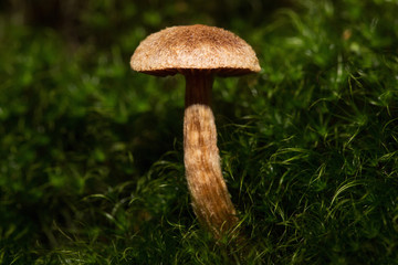 Pilz im Wald