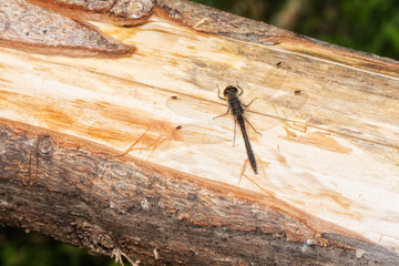 Libelle auf Holzstamm