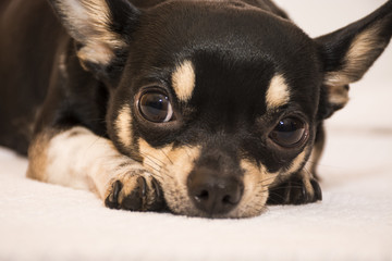Dog breed Chihuahua