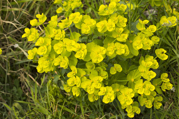 Yellow lime green Euphorbia cyparissias