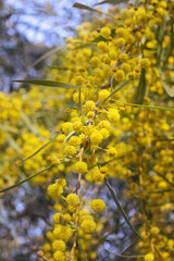 Yellow acacia dealbata