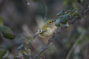 Beautiful tiny female Goldcrest Regukus Regulus bird perched in tree in Winter