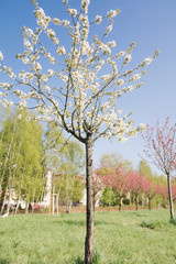japanese cherry blossoms 