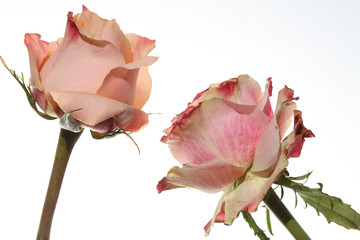 Pink Roses against white Background