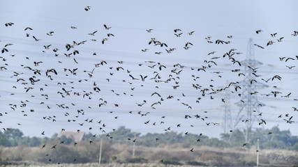Flock of beautiful migratory lapwing birds in clear Winter sky