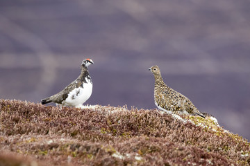 ptarmigan