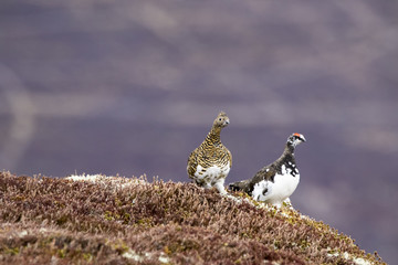 ptarmigan