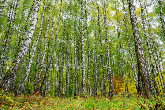 Fototapeta Grove of birch trees and dry grass in early autumn
