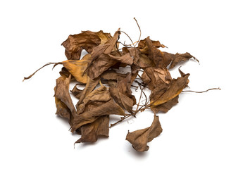 top view faded leaves on a white background