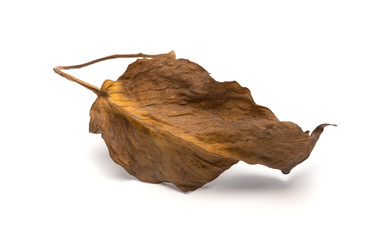 faded leaf on a white background