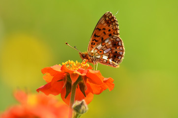 Butterfly pollinate a red flower