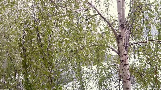 Birches with green leaves under a snowfall.