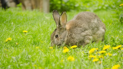 adorable bunny in the grass