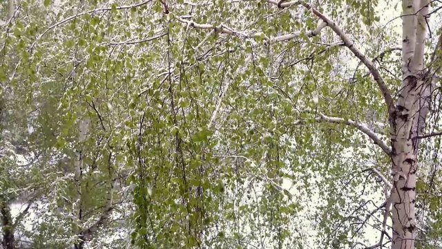 Birches with green leaves under a snowfall.