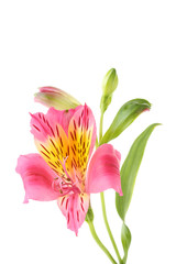 Pink alstroemeria flower isolated on a white