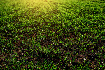 green grass. natural background texture