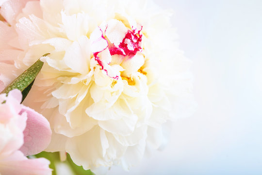 A gorgeous floral background with delicate petals of a blooming peony.