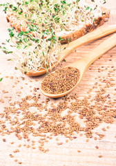 Fresh alfalfa sprouts and seeds - closeup.