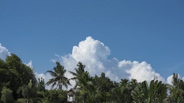 Time lapse of massive cumulus storm clouds building in the sky on a tropical island with palm trees