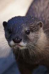 コツメカワウソ