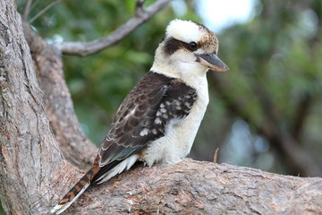 Laughing Kookaburra, Nelson Bay, Australie