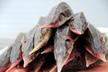 Sturgeon fish at market