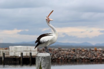 Pélican en Australie