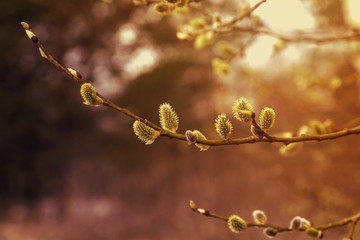 Pussy willow