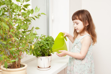 Girl watering basil in a pot on the windowsill